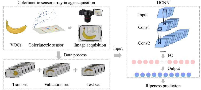 Colorimetric sensor array and deep neural network workflow for banana ripeness prediction