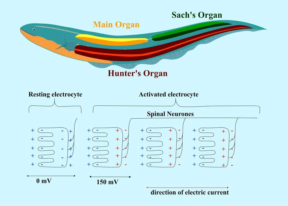 Figure 1 Electric organ anatomy and electrocyte operation. Adapted from ScienceABC [7].