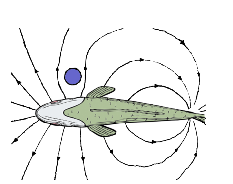 What Electric Eels Can Teach Us About EMC and Robotics - figure 2
