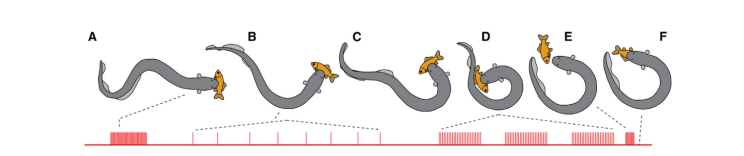 Figure 3. Typical dipole attack sequence of an electric eel. During prey capture, the eel curls its body to bring its head and tail closer together, increasing the electric field experienced by the prey and improving the effectiveness of the discharg
