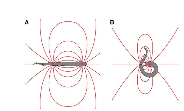 Figure 4. Electric field concentration during curling behavior. Bringing the positive and negative poles closer together increases the electric field intensity around the prey. Adapted from Catania (2015) [2].