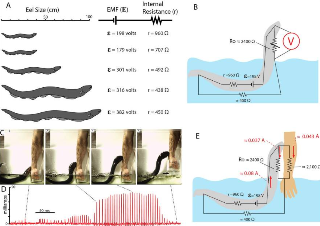 Figure 5. Equivalent circuit representation of the electric eel's leaping attack. Direct contact with the target redirects a larger fraction of the discharge current through the target. Adapted from Catania [8]