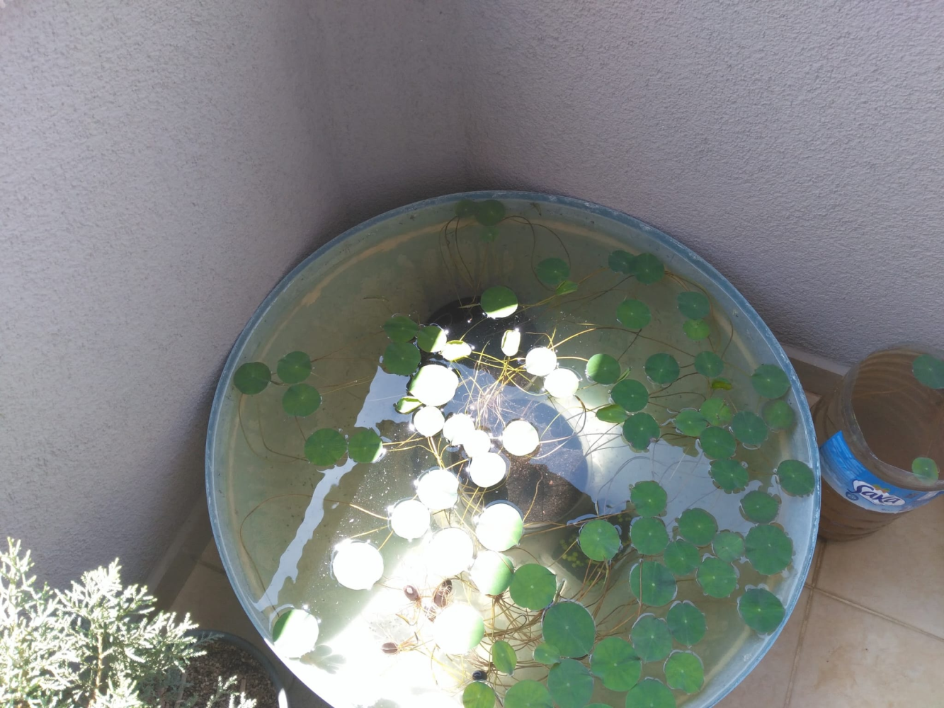 Figure 6. My modest lotus tank—or, as the mosquitoes would call it, a luxury maternity ward.